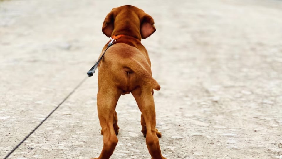 man did obscene act with a dog animal lovers caught him in delhi
