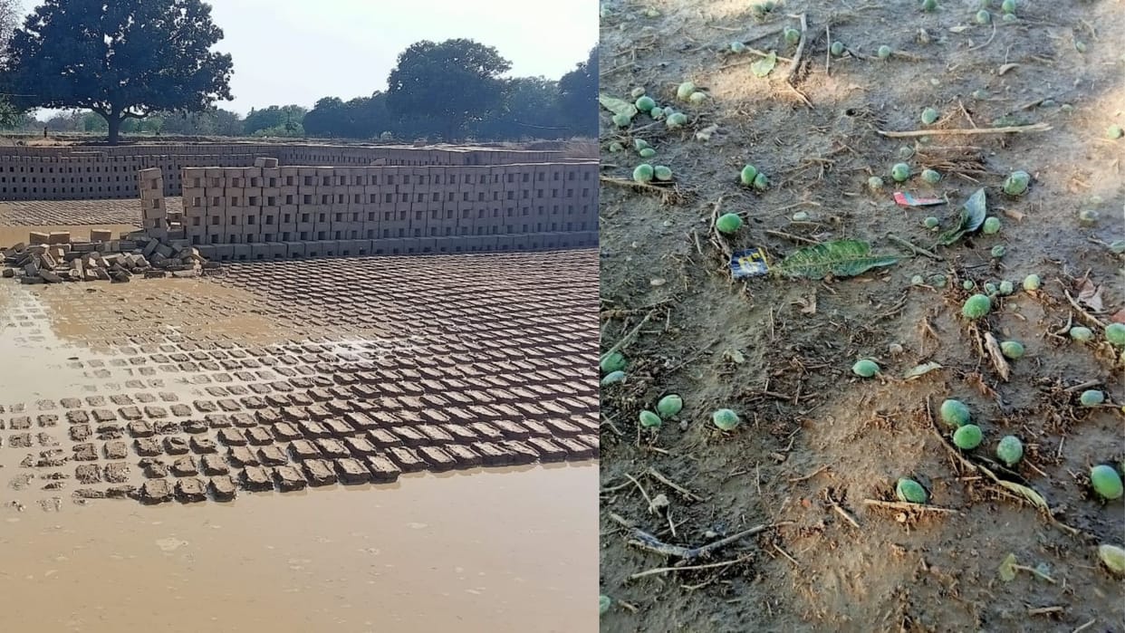 Sudden storm wreaked havoc protected animal died crop damaged due to rain