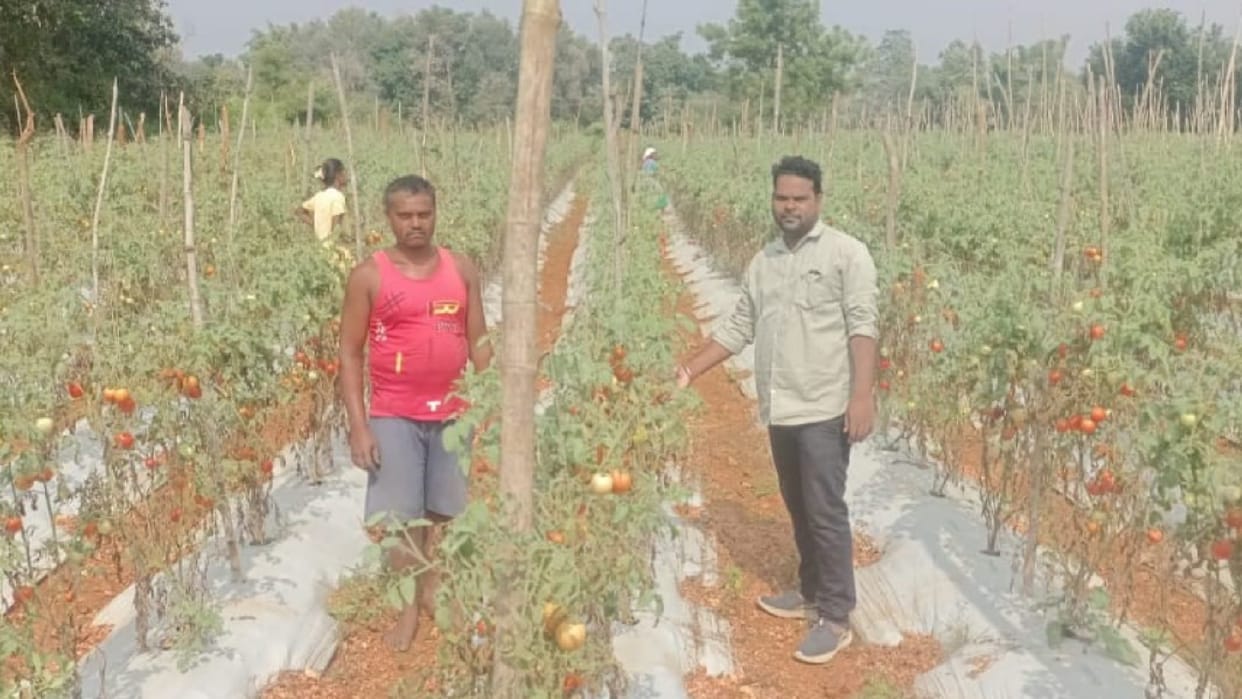 National Horticulture Mission Scheme: farmers are cultivating grafted tomatoes by adopting advanced technology