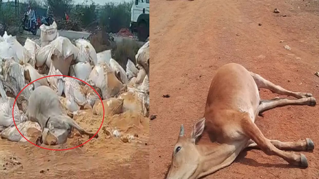 Six cows died in Raipur, suspected to have died due to eating waste material, Congress blames state government