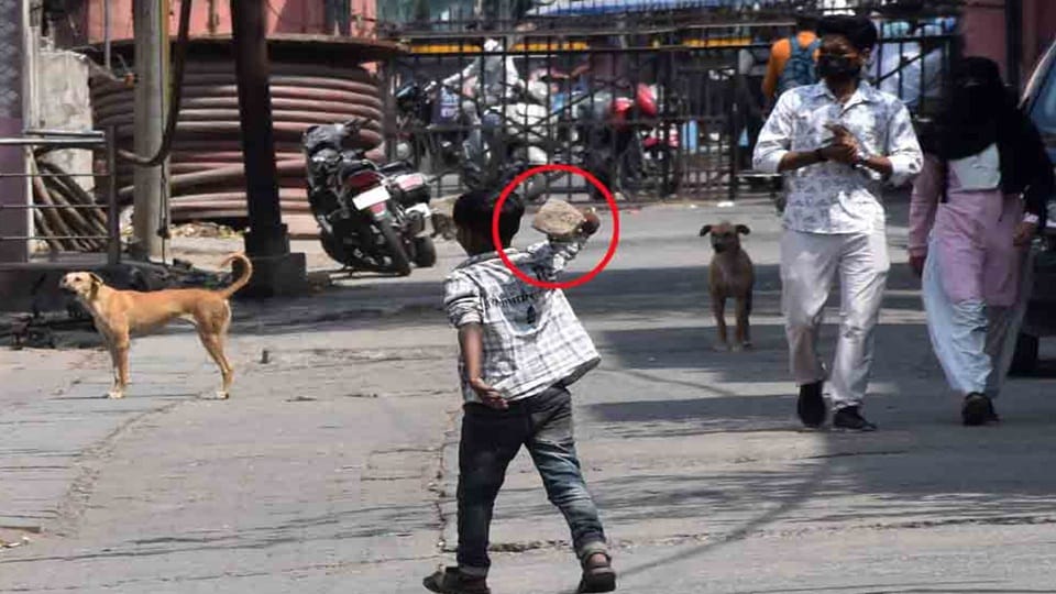 Terror of ferocious dogs in Aligarh