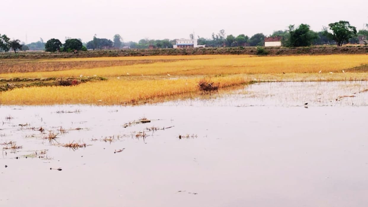 Up Weather News storm and rain caused havoc in bhadohi crops of farmers were destroyed trees fell