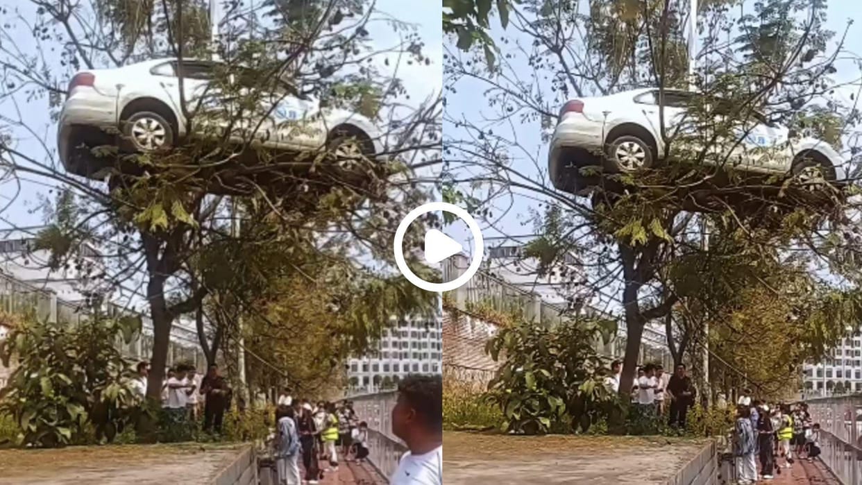 viral car landed on tree people shocked after watching the video goes viral on social media