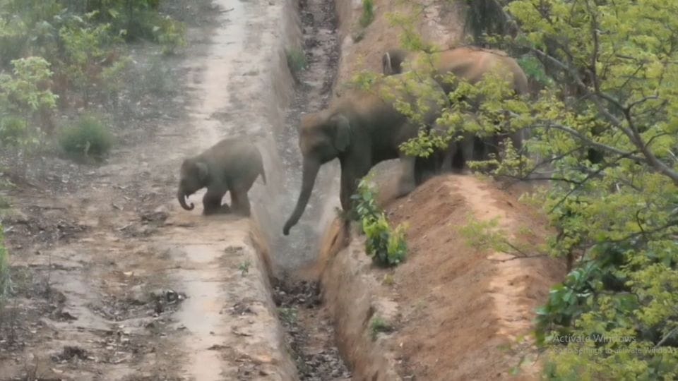 A group of wild elephants is roaming in Krondha beat