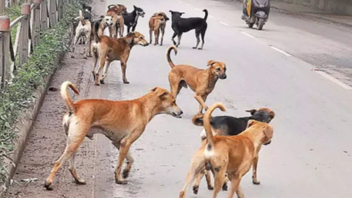 Bhopal: Stray dogs cannot be controlled in Bhopal, BMC is spending less than the approved amount on sterilizat