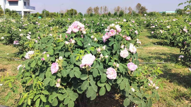 Uttarakahdn: वर्षा जल से बंजर भूमि पर लहलहाई डेमेस्क गुलाब की खेती,  भाऊवाला में विकसित किया मॉडल बगीचा