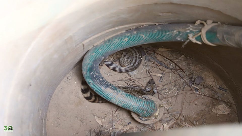Two Musk Cats fell into a 30 feet deep borewell Wildlife SOS saved their lives