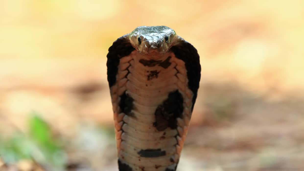 King Cobra Speed Know at what speed does the King Cobra chase humans and other Details about this