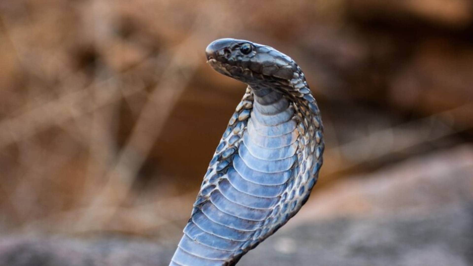 King Cobra Speed Know at what speed does the King Cobra chase humans and other Details about this