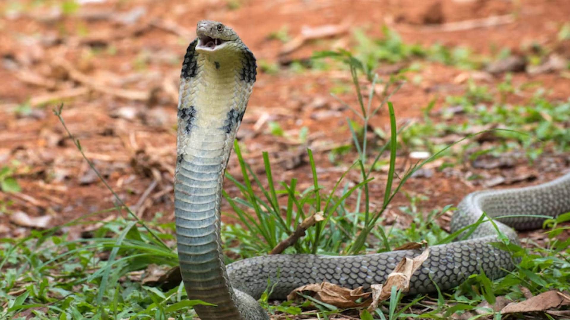 King Cobra Speed Know at what speed does the King Cobra chase humans and other Details about this