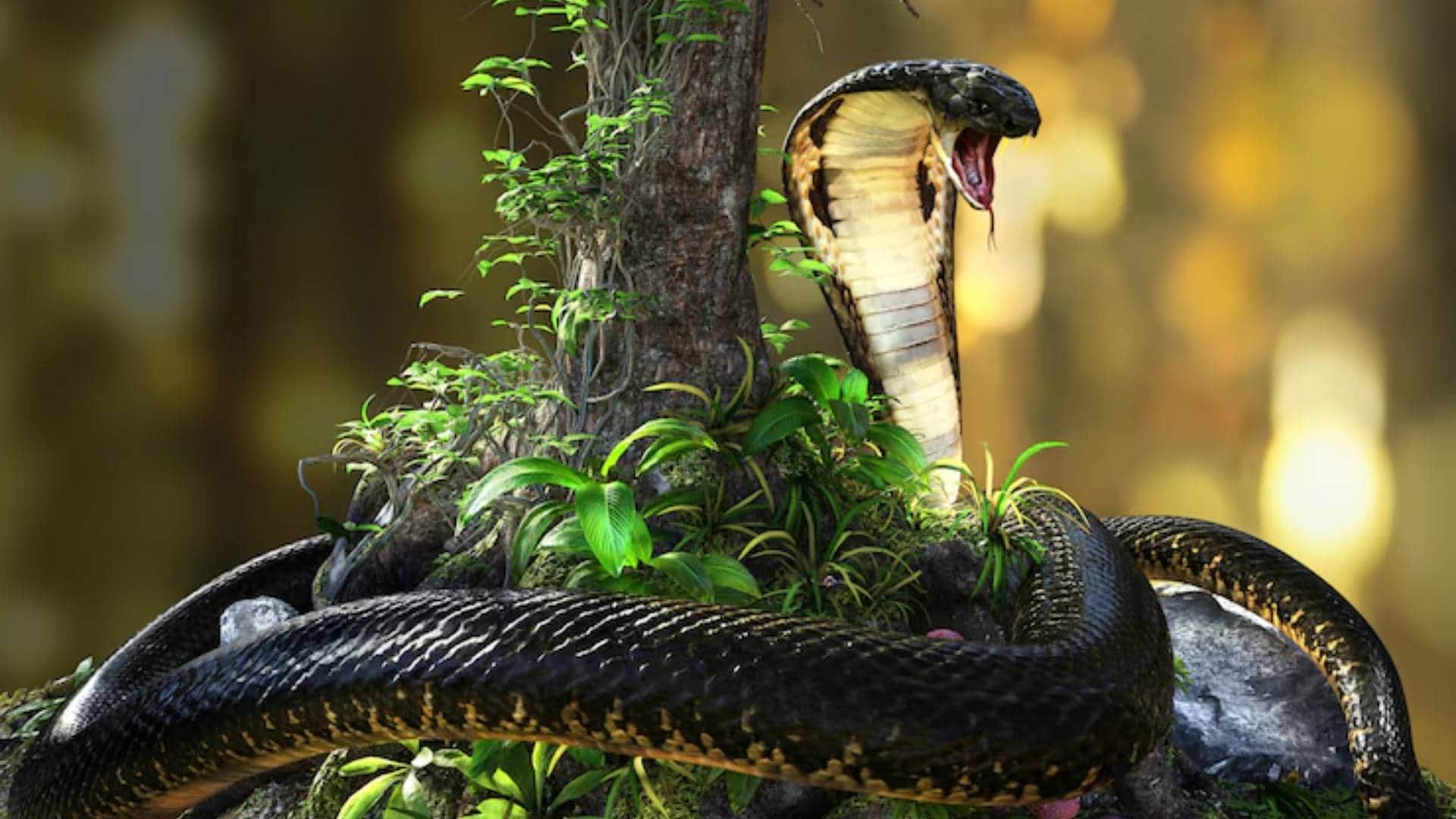 King Cobra Speed Know at what speed does the King Cobra chase humans and other Details about this