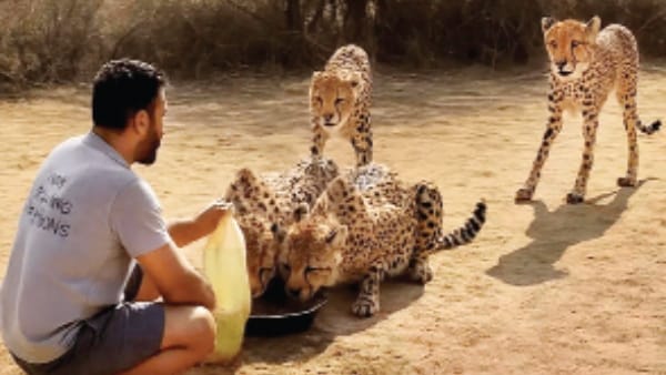 Wildlife Issues Cheetah rules and emotions these days demand more responsibility to love and protect nature