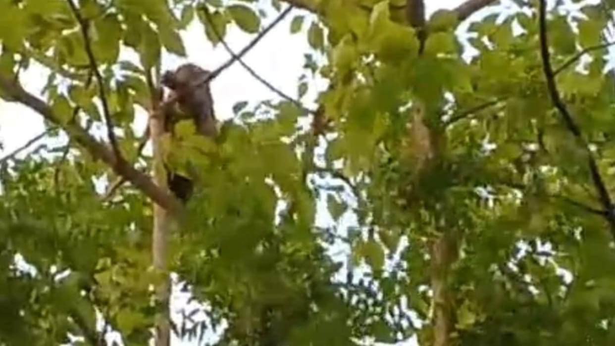 dangerous leopard climbed tree near the village in Lakhimpur kheri