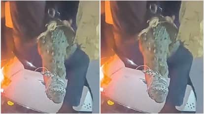 shivpuri- Crocodile appeared in residential area, youth caught it and put it on scooter