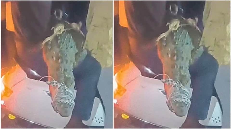 इस तरह स्कूटी पर मगरमच्छ को ले गए युवक।