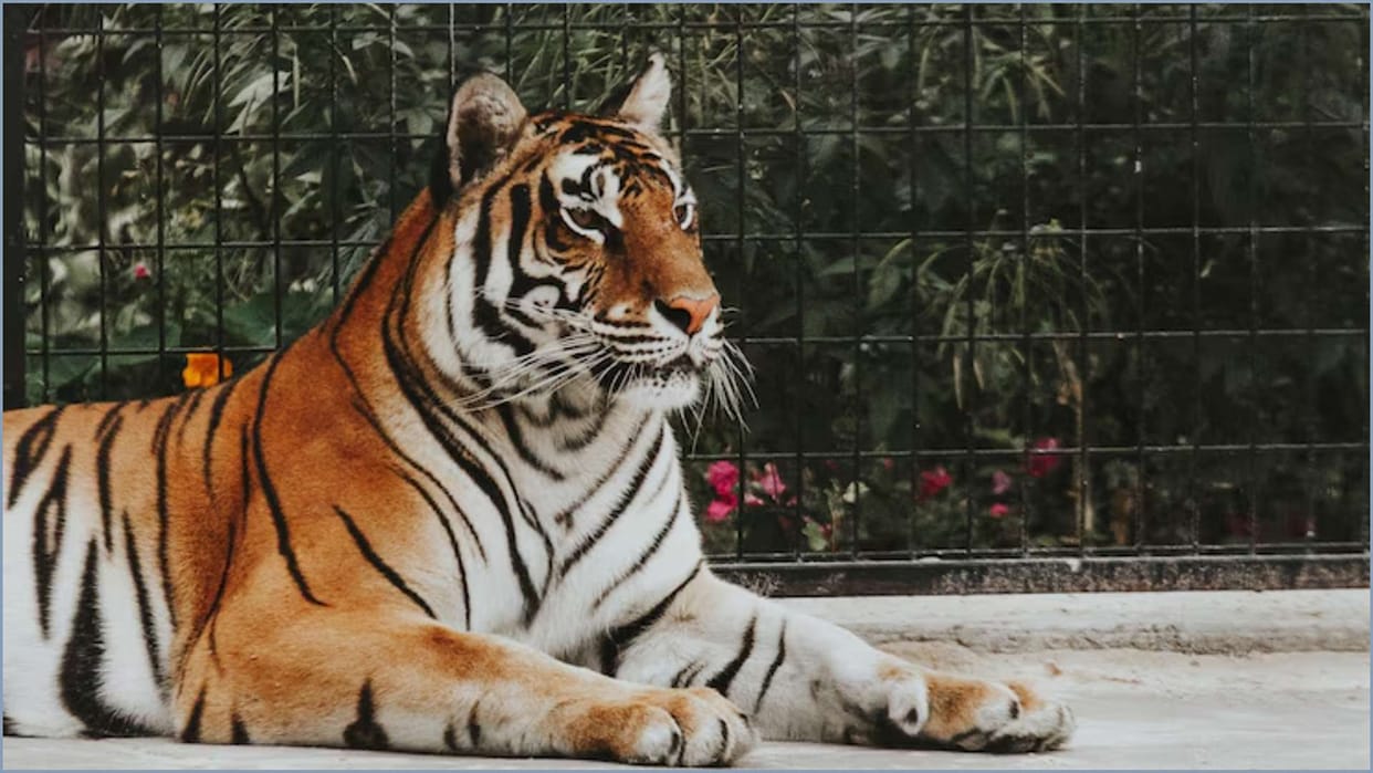 70 percent of the world's tigers are in India, know how many tigers are there in your country