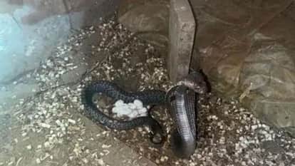 Cobra snake rescued in Gangapur City, eggs also found in Gangapur City