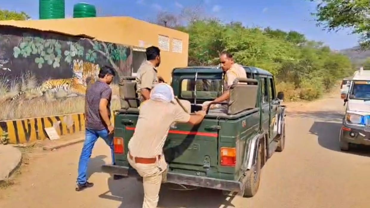 Rajasthan News: Big accident at Trinetra Ganesh temple in Sawai Madhopur; Tiger picks up a child