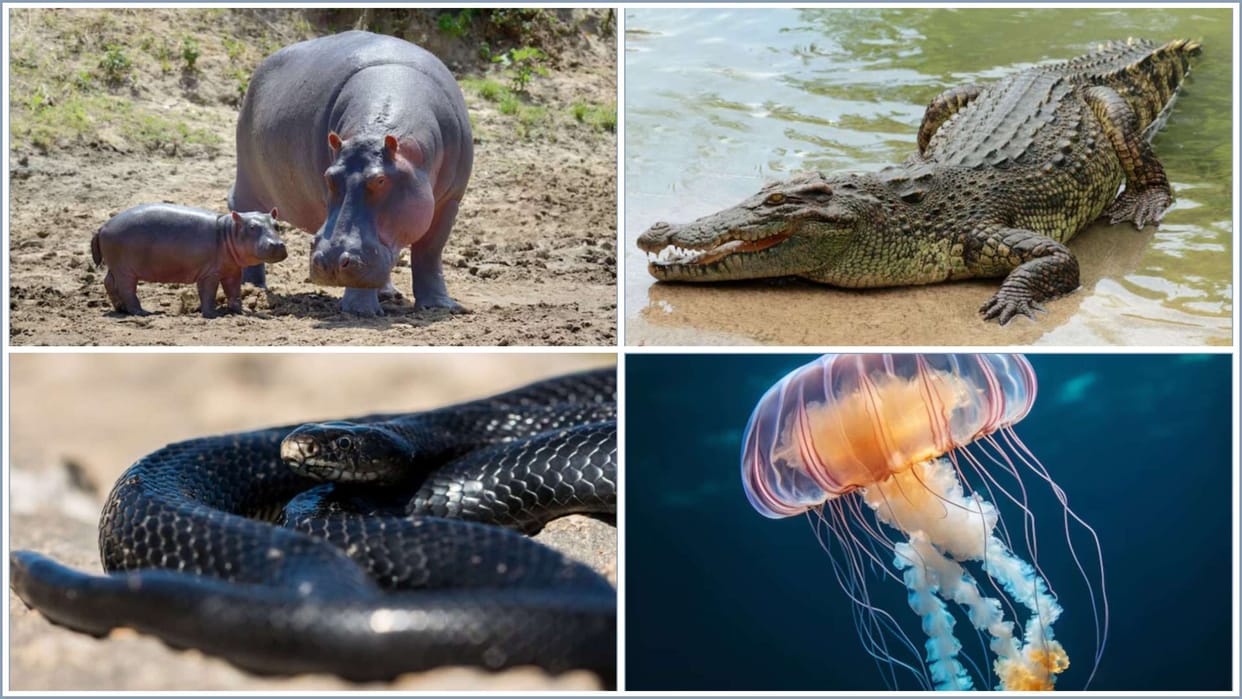 Dangerous Creatures: These Creatures Can Be Deadly to Touch, See the List Here