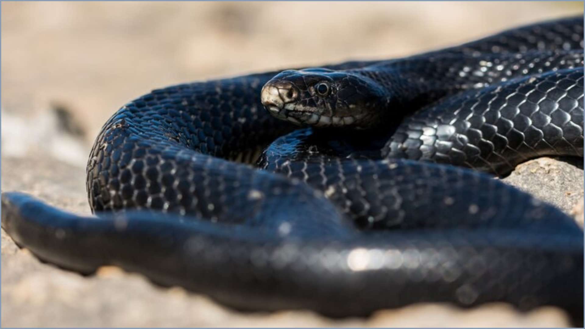 Dangerous Creatures: These Creatures Can Be Deadly to Touch, See the List Here