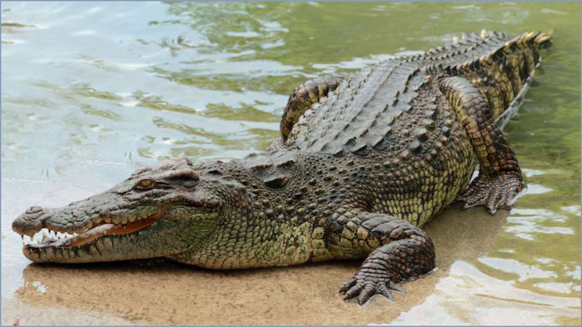 Dangerous Creatures: These Creatures Can Be Deadly to Touch, See the List Here