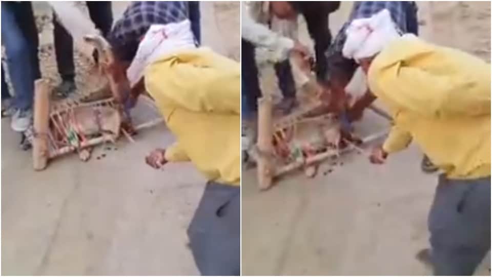 MP News: Street dog beaten up in Bhind teeth broken with pliers viral video