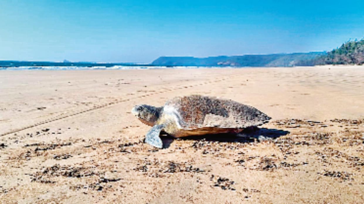 Rare Sundari Turtles in Chambal Protected