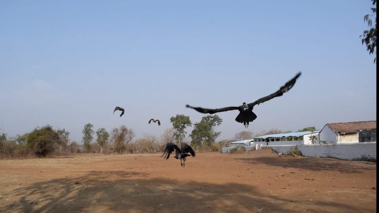 Big initiative for vulture conservation: Six vultures got natural habitat from Bhopal Kerwa Center, CM gave ne