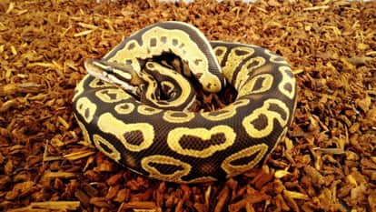 सांकेतिक तस्वीर