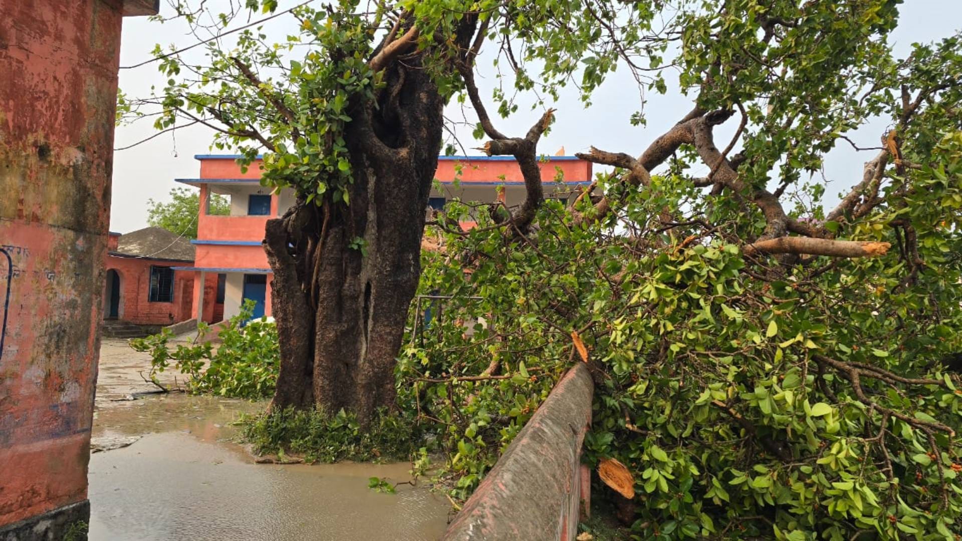 Bihar storm came in Gopalganj that uprooted tree entered school wall crops and industry were also destroyed