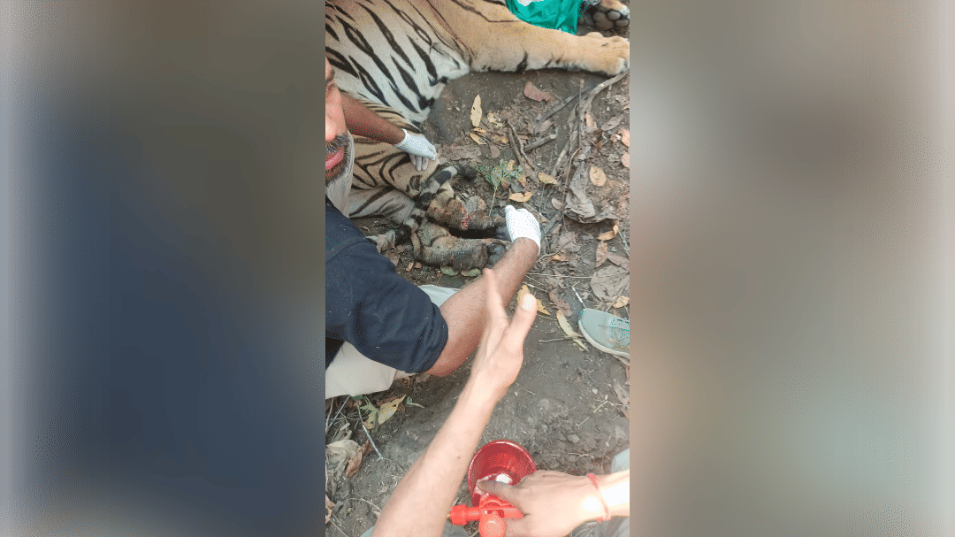 घायल बाघ का रेस्क्यू
