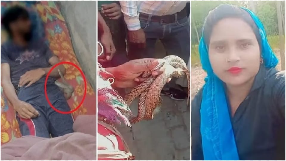 wife who killed her husband and got him bitten by snake confessed his crime