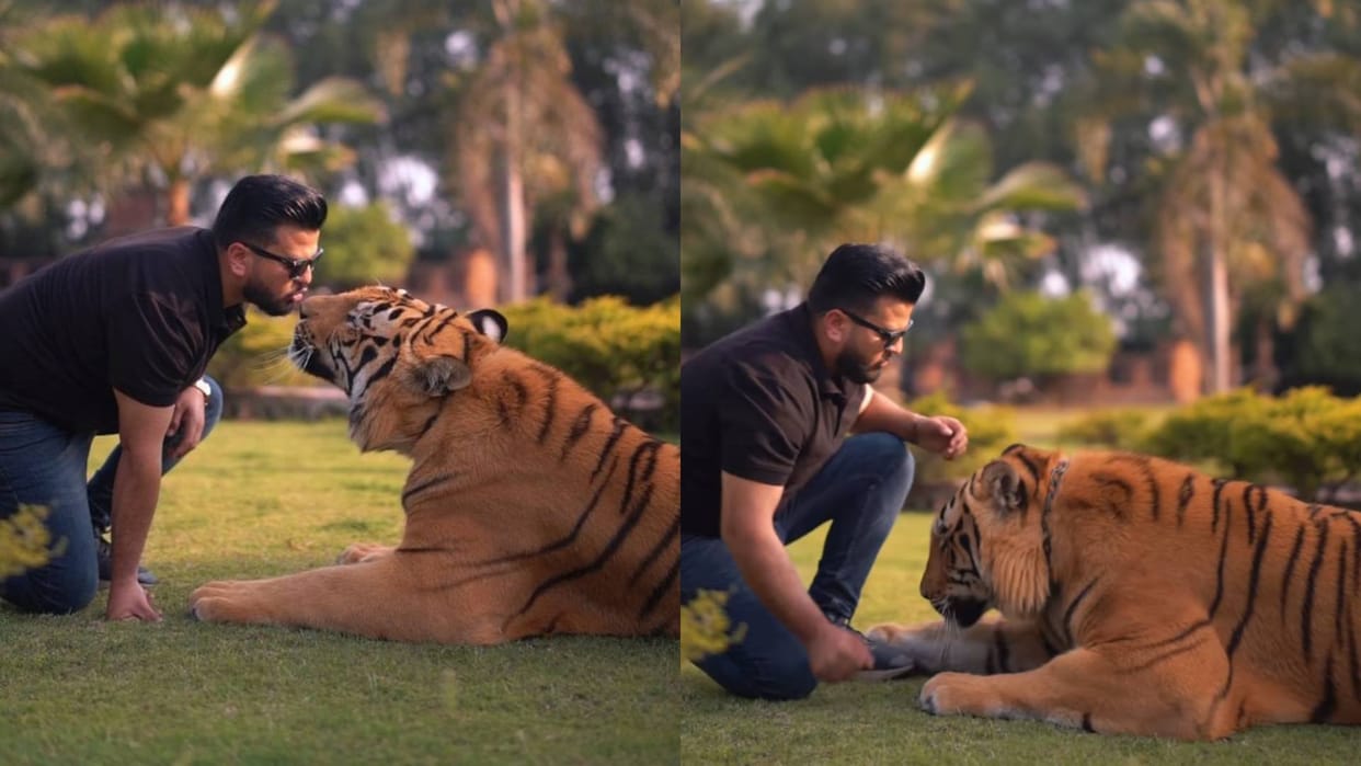 Pakistani creator kissed a chained tiger Video goes viral on Internet in Hindi see netizens reaction