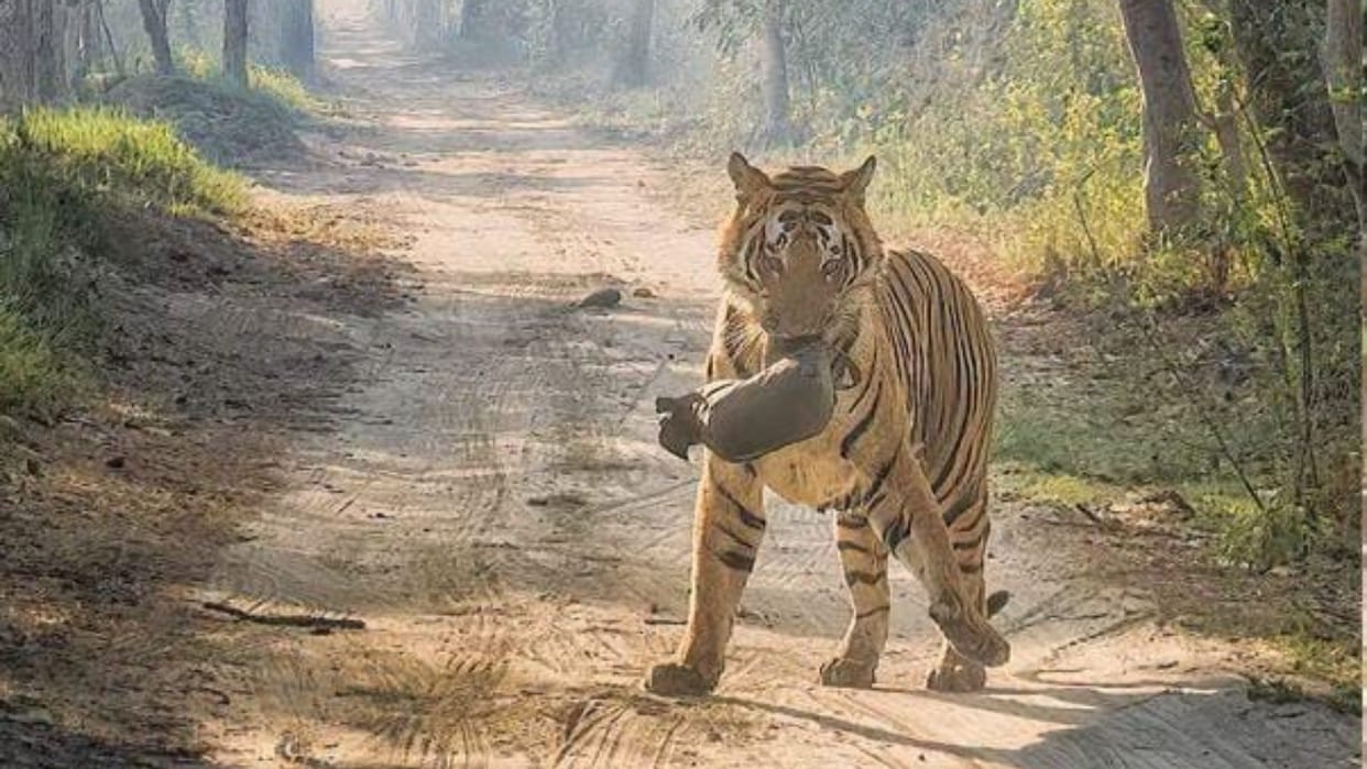 tiger holding a bag in its mouth in Pilibhit Tiger Reserve photo goes viral