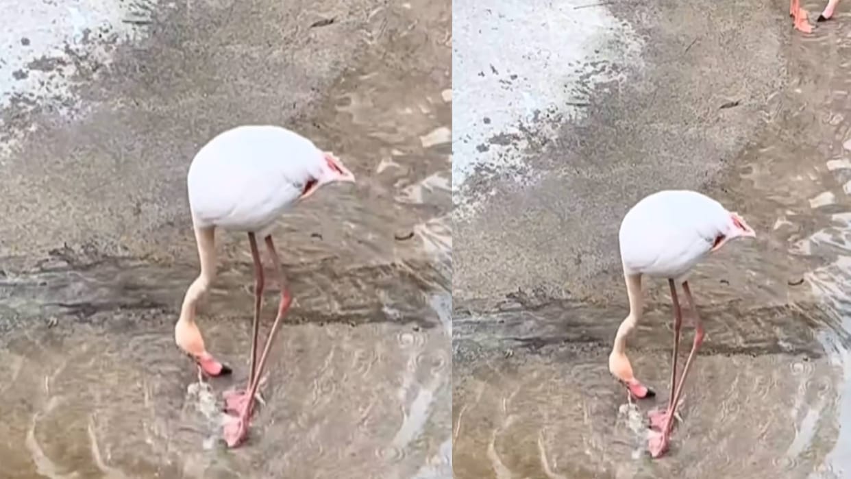 heron funny yoga and dance video goes to viral