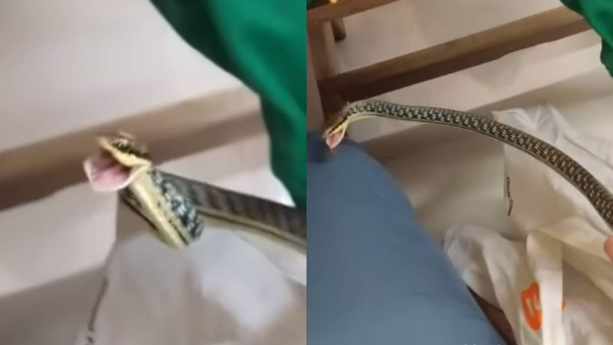 A child brought a poisonous snake into the classroom Video goes viral on Internet in hindi