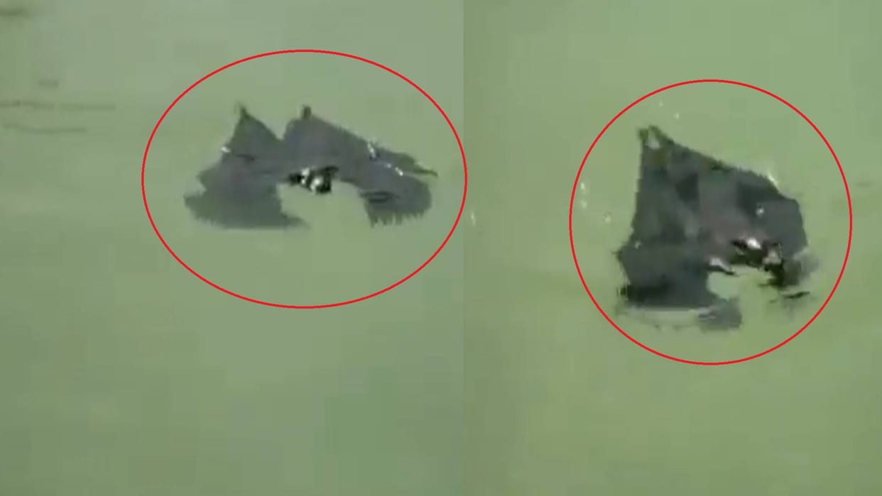 Bat Swimming viral video chamgadar ka terata hua video