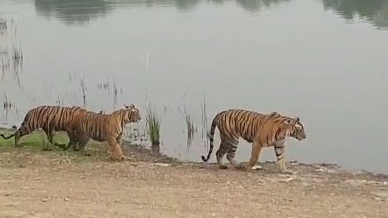 Tiger Attack: No More Tiger Sightings in Ranthambore for Now, Major Decision by RTR After Child's Death