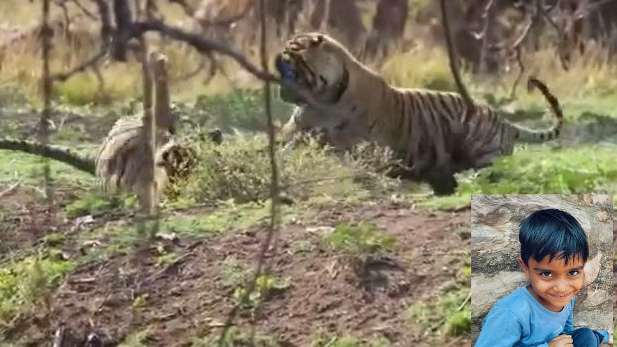Sawai Madhopur: Trinetra Ganesh Temple Route Closed for Five Days After Child’s Death in Tiger Attack