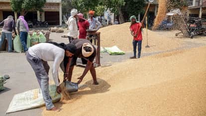 Haryana Wheat Procurement Stalls Due to Low Moisture and Luster Mandis Overflow