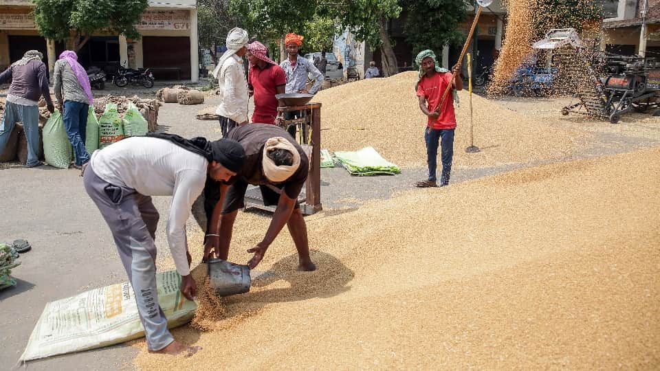 मंडियों में पहुंची गेहूं