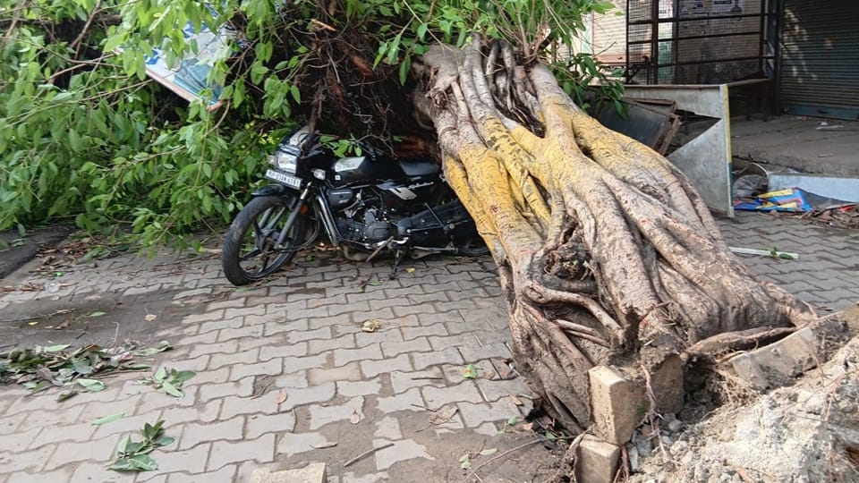 Storm wreaked havoc in Amroha, woman died after being buried under tinshed, trees were uprooted many places