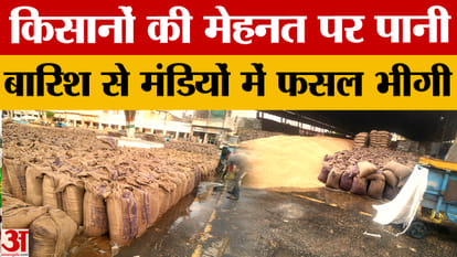 Haryana News: Farmers' hard work wasted again, lakhs of tonnes of wheat got wet in the markets