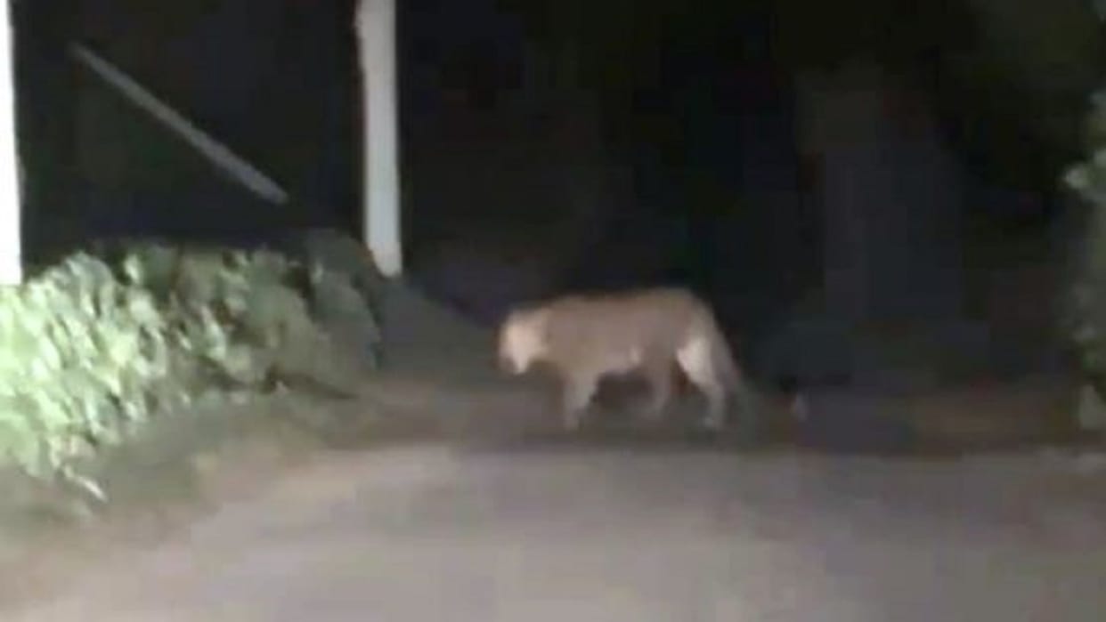 Leopard attacks farmer who was irrigating field seriously injured in Bareilly