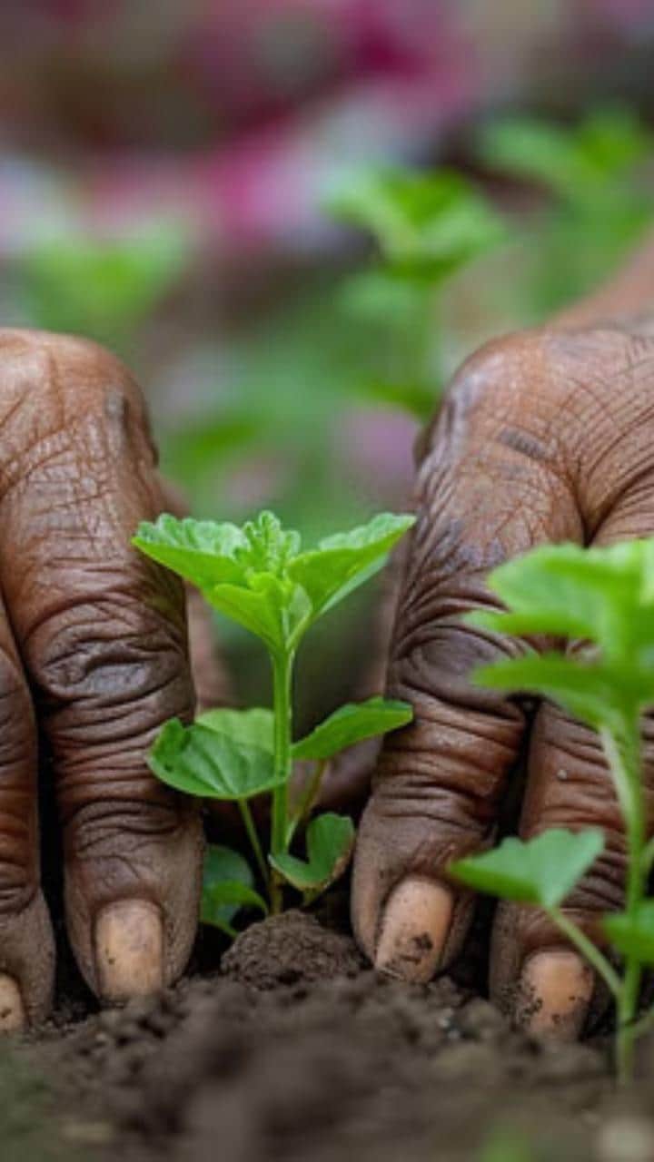 PM Kisan Samman Nidhi Yojana 20th Installment Date Know The Who Will Not Get The Benefit