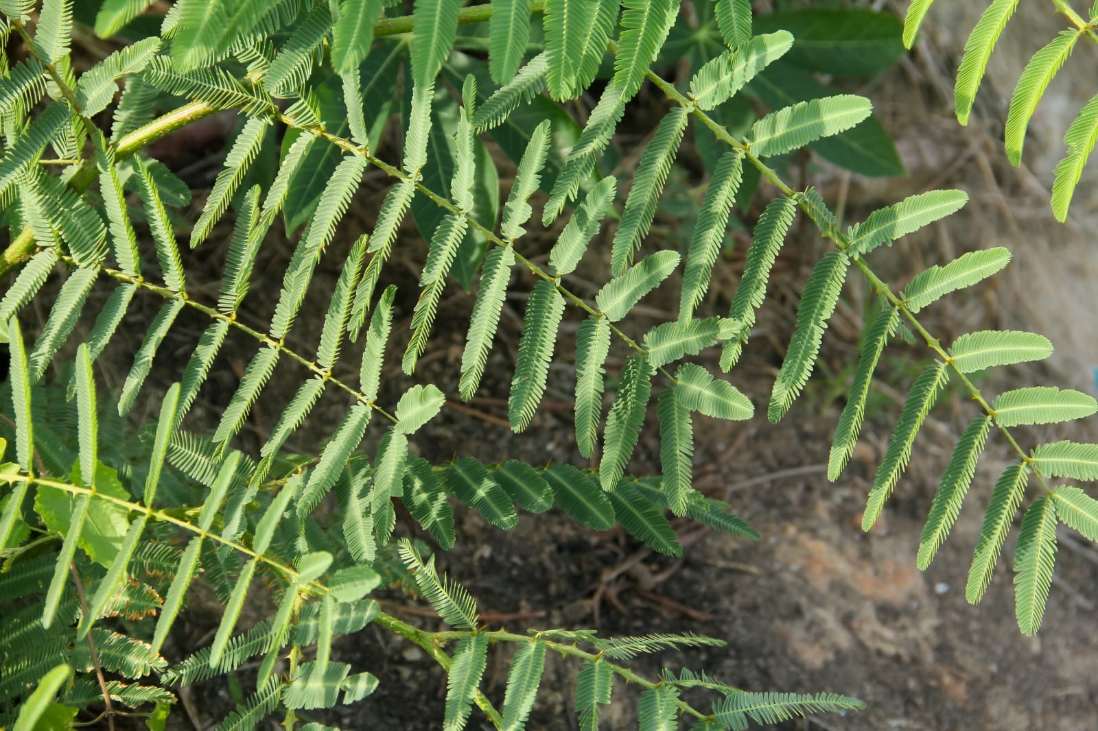 Shanivar Upay Shami Ke Upay Shami Plant Remedies for Profit and Wealth in hindi
