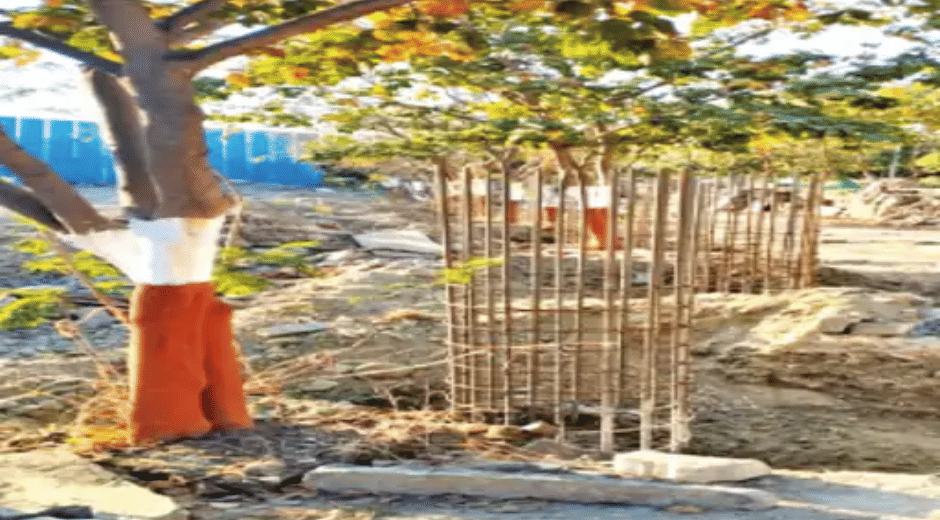 Tree Cutting Controversy at IIT Indore Faculty Launches 'Save Tree' Campaign