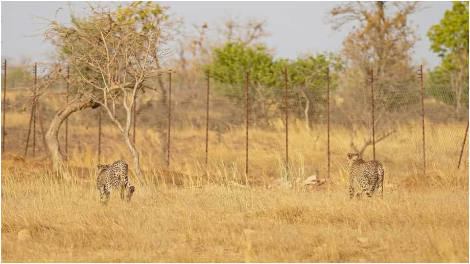 CM Mohan Yadav released two cheetahs from Kuno in Gandhi Sagar Sanctuary