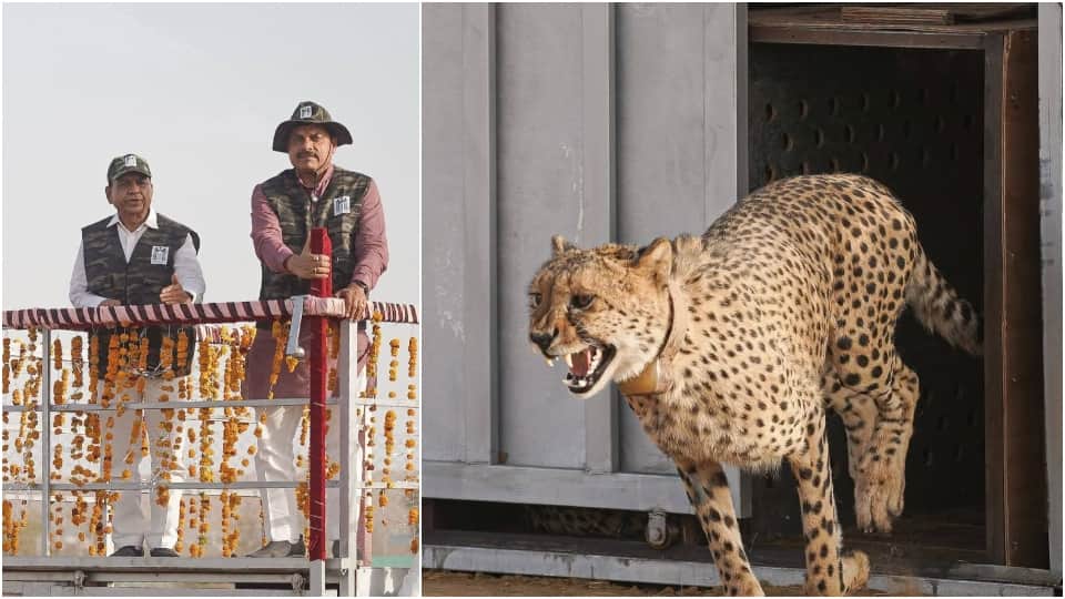 CM Mohan Yadav released two cheetahs from Kuno in Gandhi Sagar Sanctuary