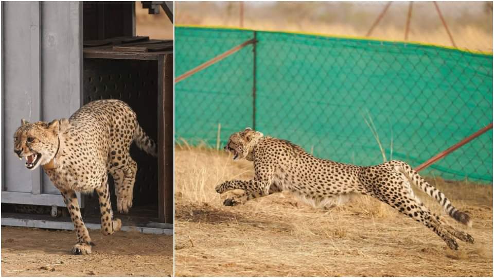 गांधी सागर अभ्यारण्य के खुले बाड़े में छोड़े गए दो चीते।